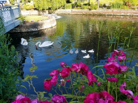 Swan Club on the Harbor